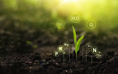 Bodenkalk – die Grundlage für Bodenfruchtbarkeit