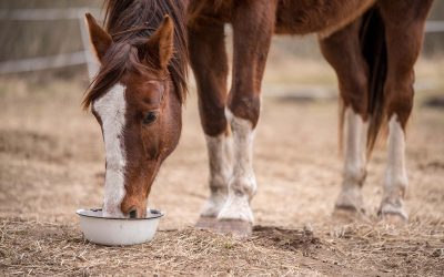 Für jedes Pferd das richtige Futter